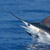 Sport Fishing - Image 2